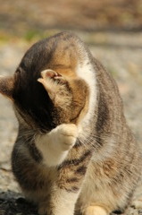 猫が顔を洗う