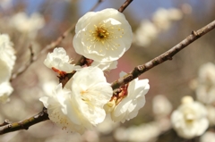 山田池公園の梅