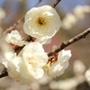 山田池公園の梅