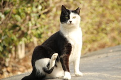 美しい猫