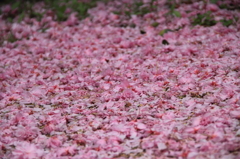 桜の散り様