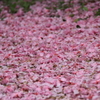桜の散り様