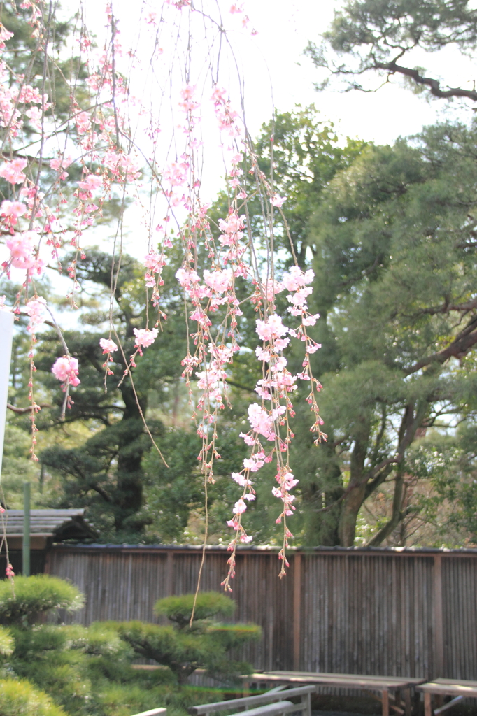 どこもかしこも桜