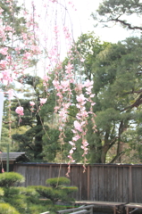 どこもかしこも桜