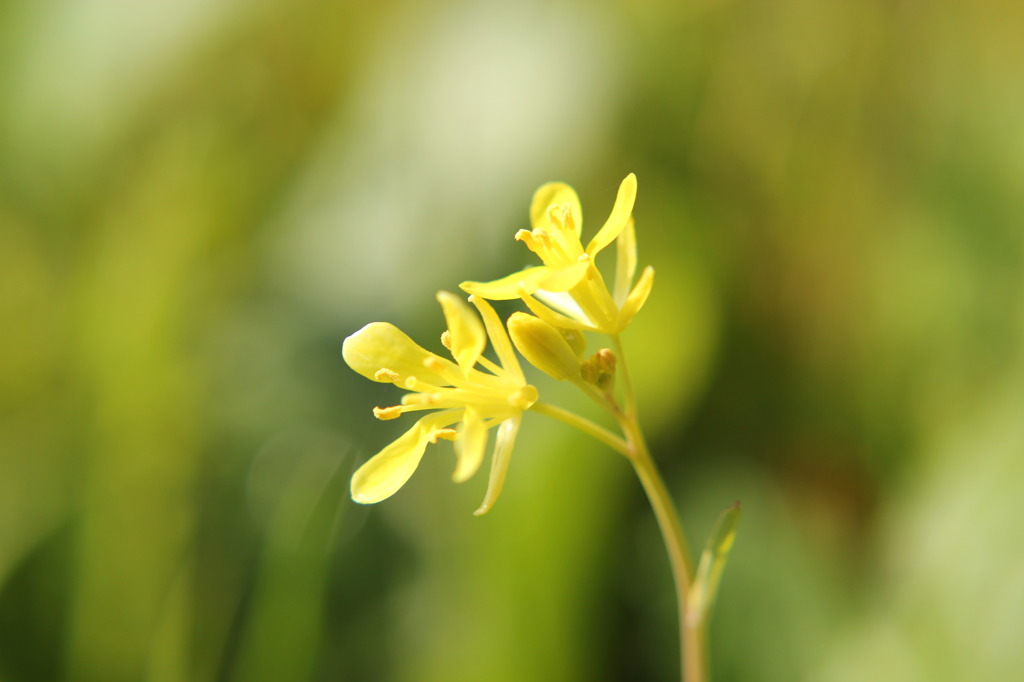 ちいさくて、黄色いお花