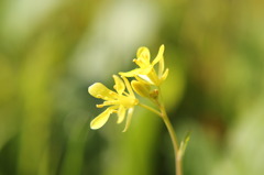 ちいさくて、黄色いお花