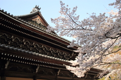 南禅寺の桜