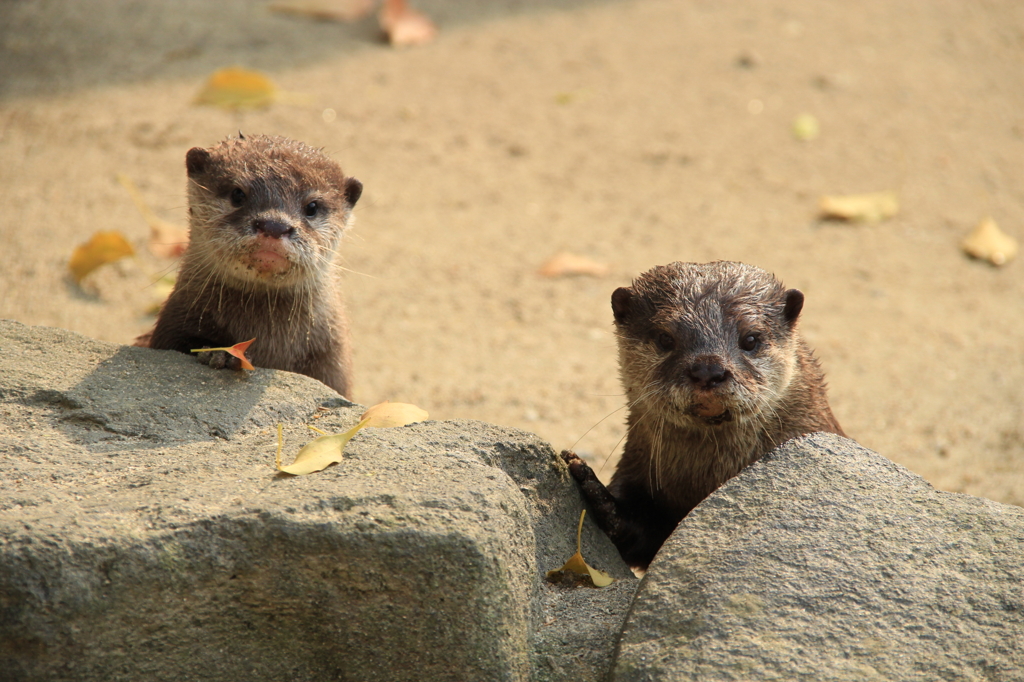 ニョキニョキ
