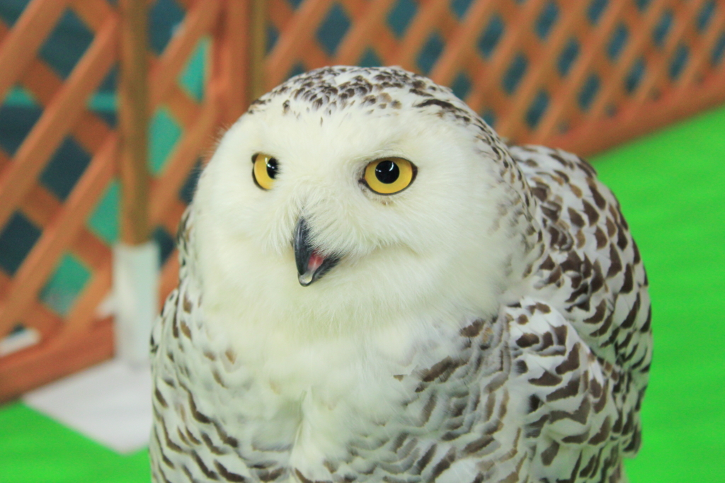 やっぱり鉄板白フクロウちゃん