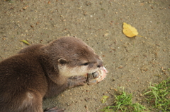 赤ちゃんですが