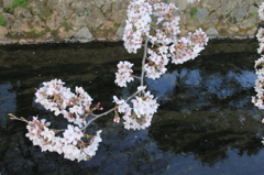 哲学の桜５