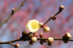 山田池公園の梅