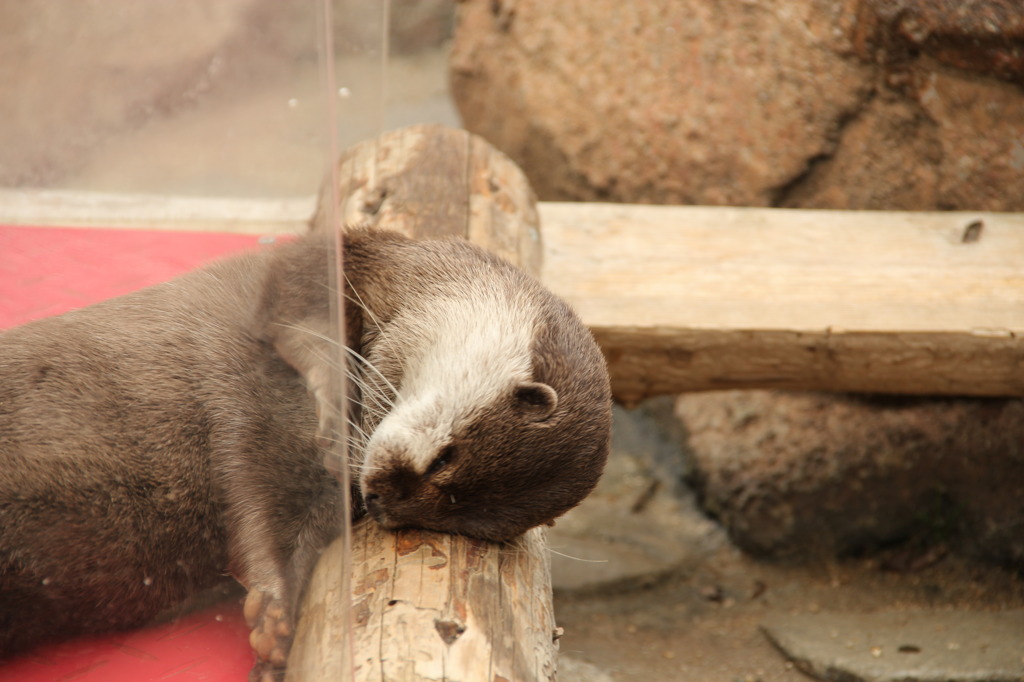 ぐにゅ～～とカワウソ