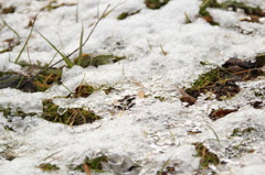 薄い雪