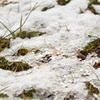 薄い雪