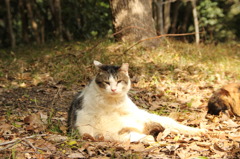 のらねこ？
