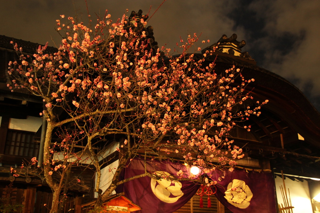 八坂神社の梅