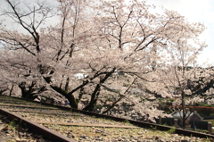 蹴上の桜