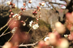山田池公園の梅