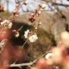 山田池公園の梅