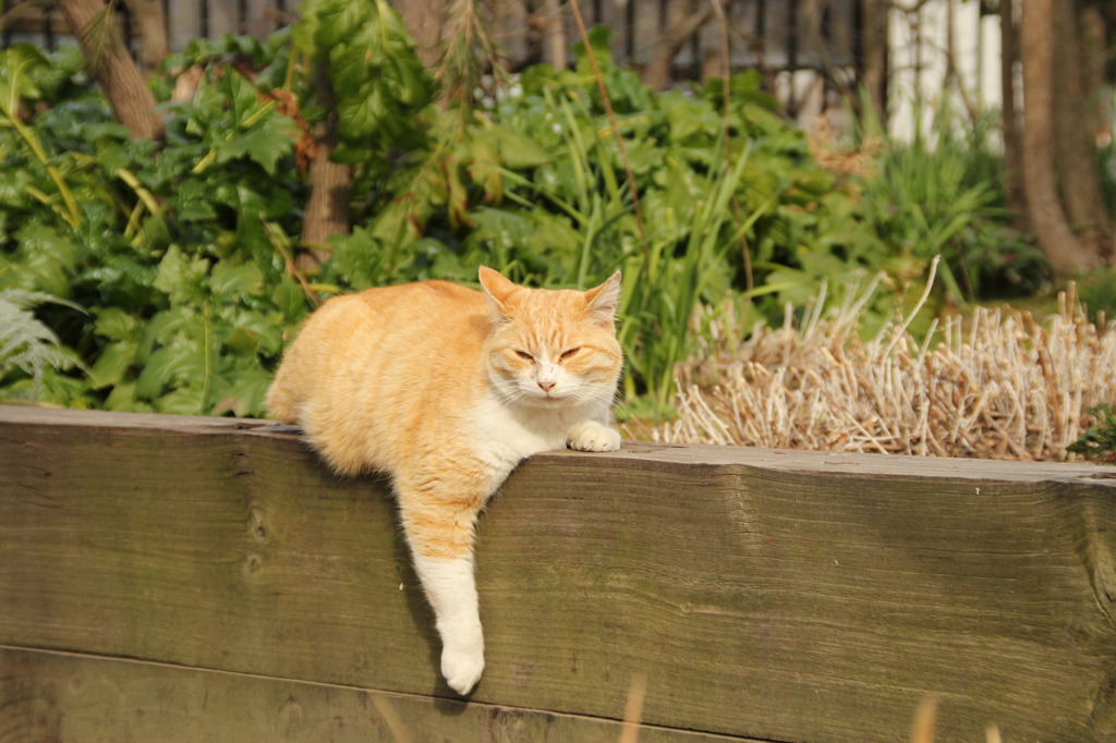 やっぱり猫もすき