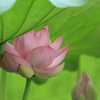 おめでとうなでしこ記念☆