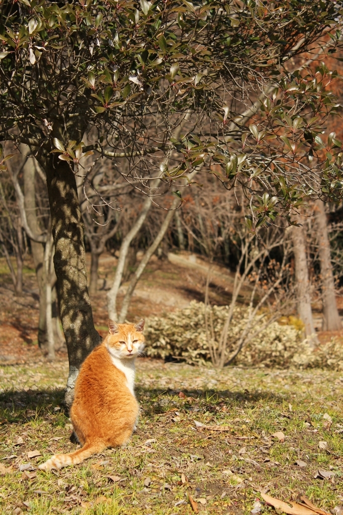 ひなたぼっこ猫