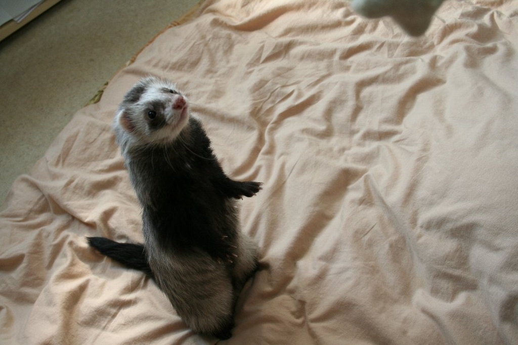 くろおが立った！くろおが立った！くろお