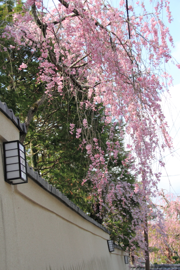 どこもかしこも桜