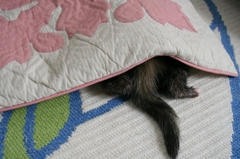 うらのちーたん