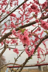 背割の入り口　桃