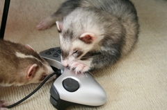 ゲーマーぷるーと