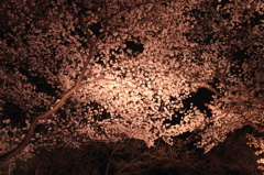 夜桜５