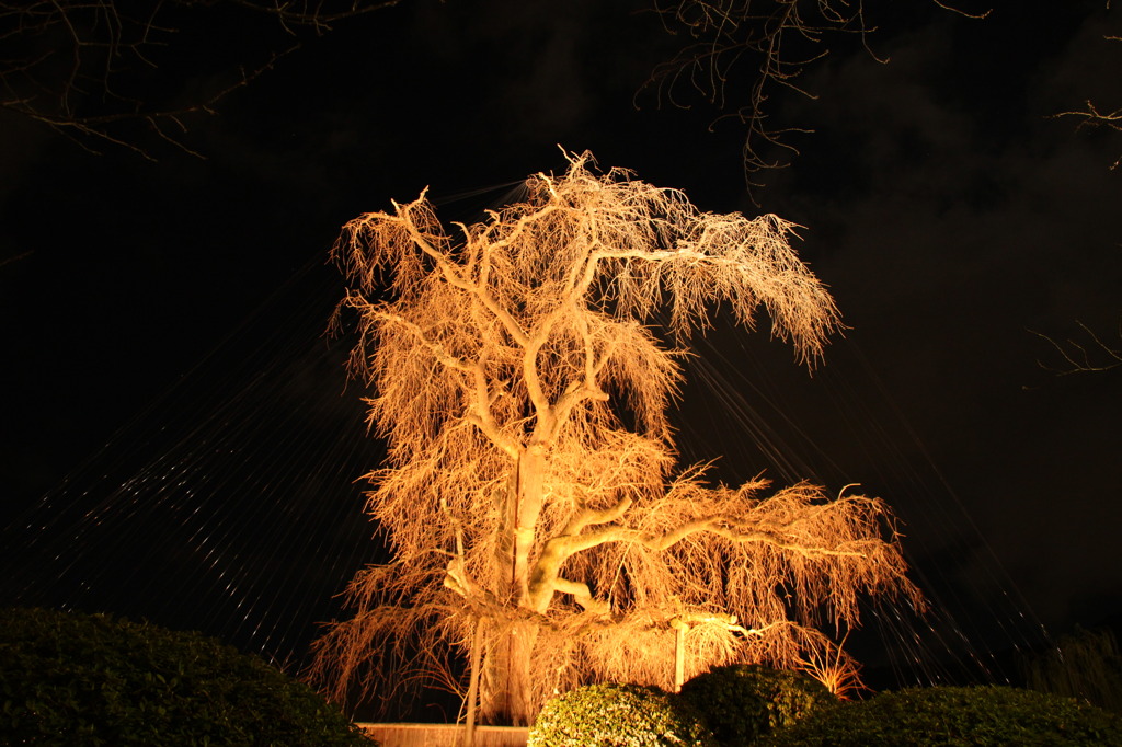 円山公園　枝垂桜