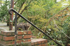 京都の猫は何かが違う