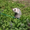 小動物