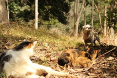 犬猫の仲
