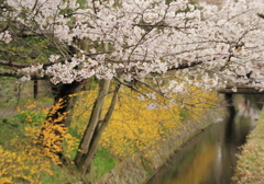 哲学の桜７