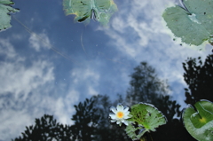 お空に花