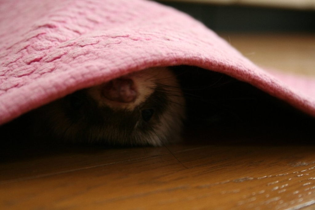 すきまいたち。くろお