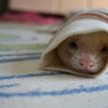 小動物