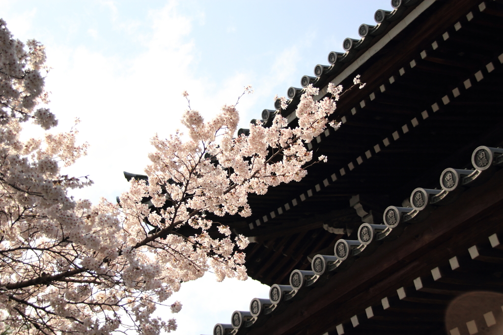 南禅寺の桜３