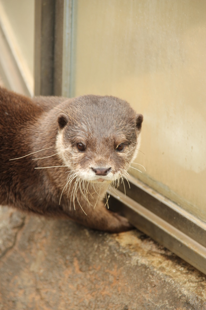 自販機の下に小銭が落ちてるカワウソ