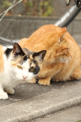 京都は猫がよく似合う