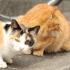 京都は猫がよく似合う