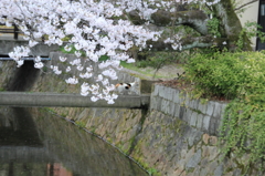 猫のお花見