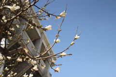 木蓮