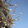 木蓮