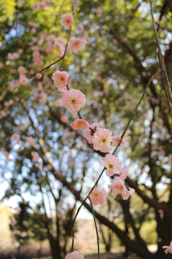 山田池公園の梅
