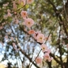 山田池公園の梅